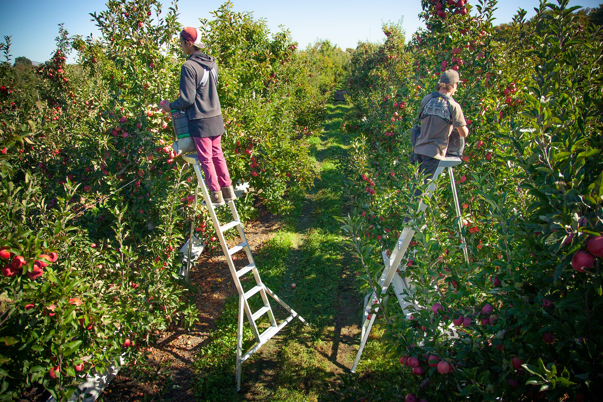 Safety Step Ladders BLS Ladders